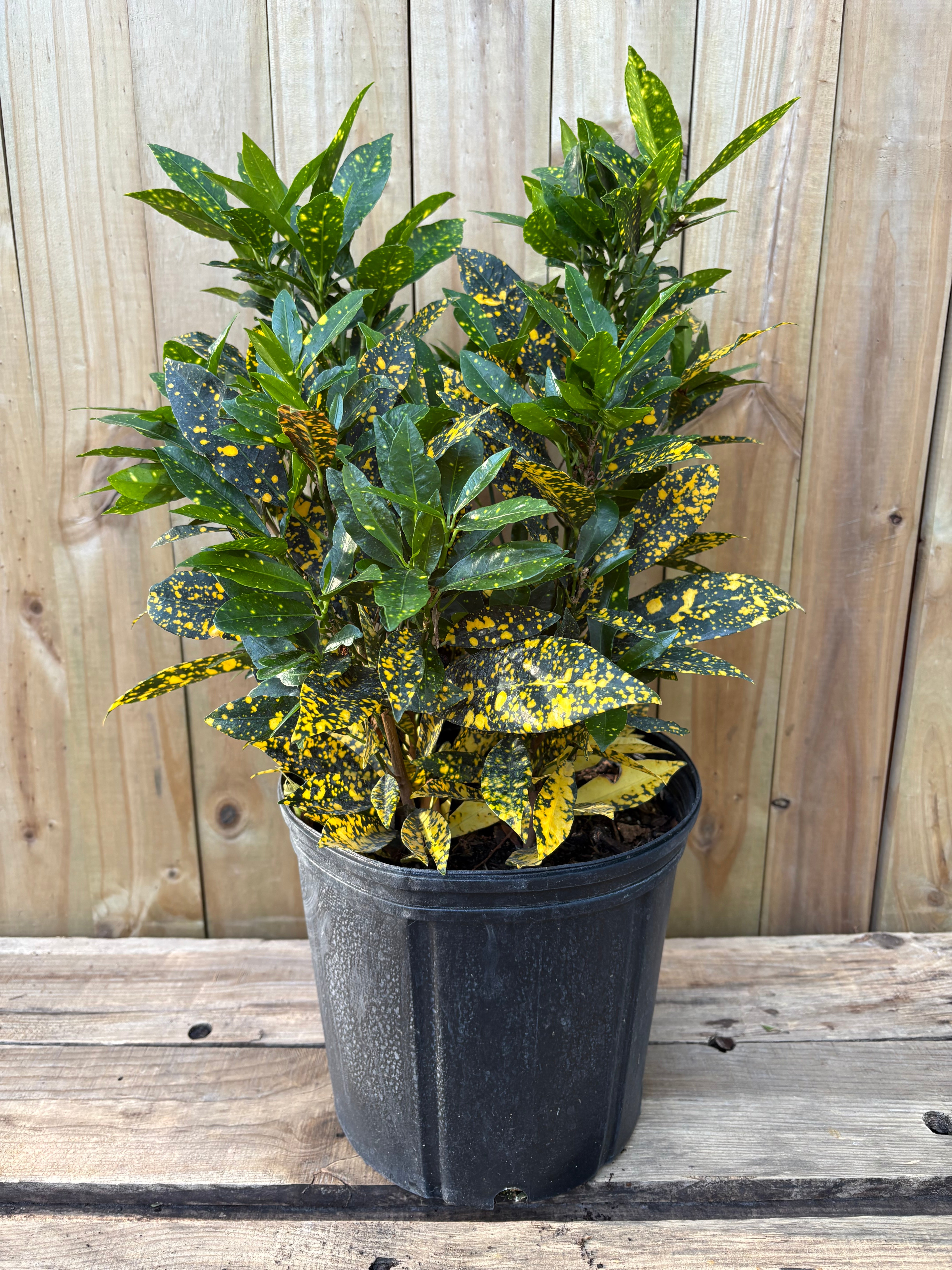 Croton Gold Dust