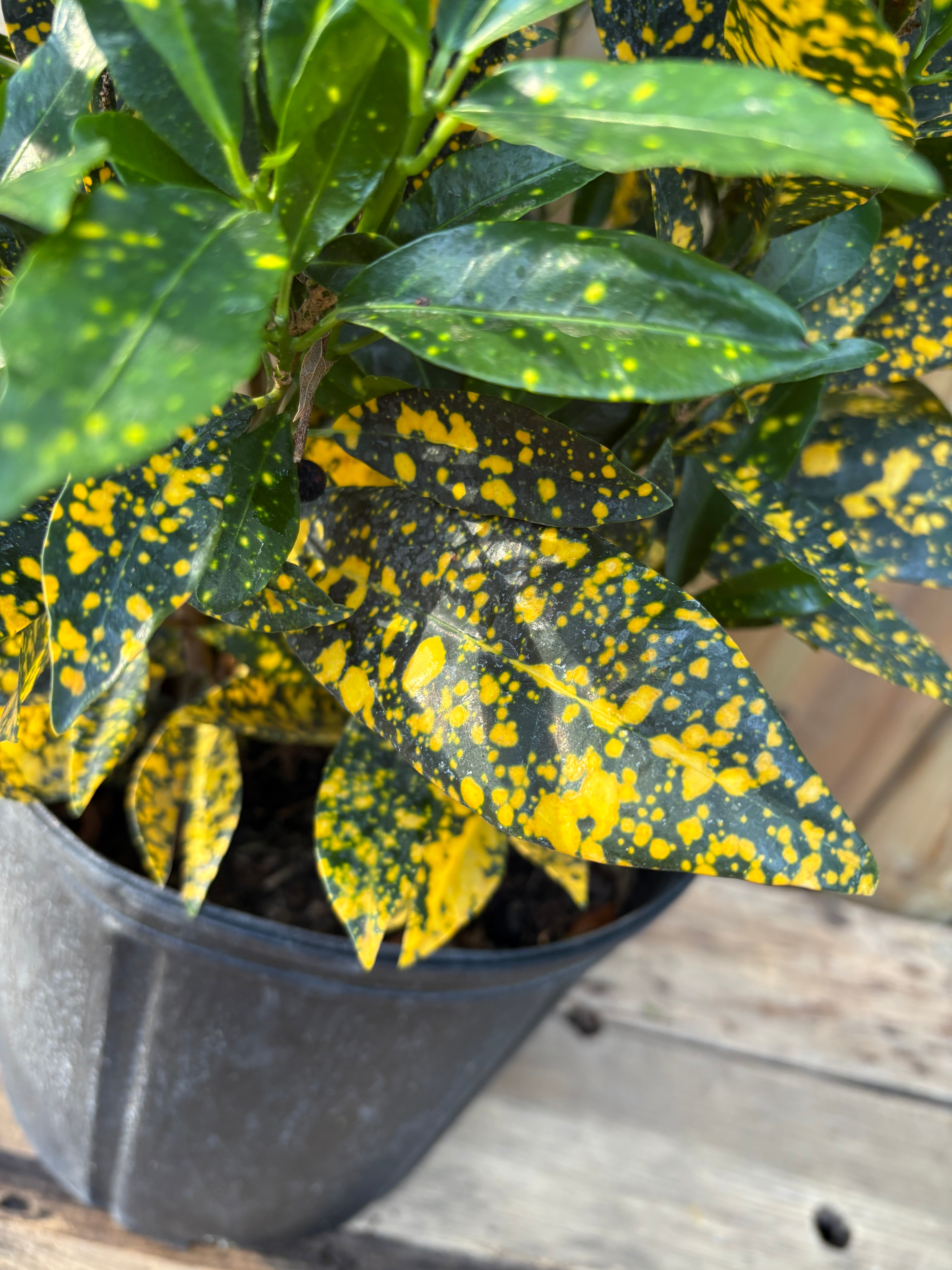 Croton Gold Dust