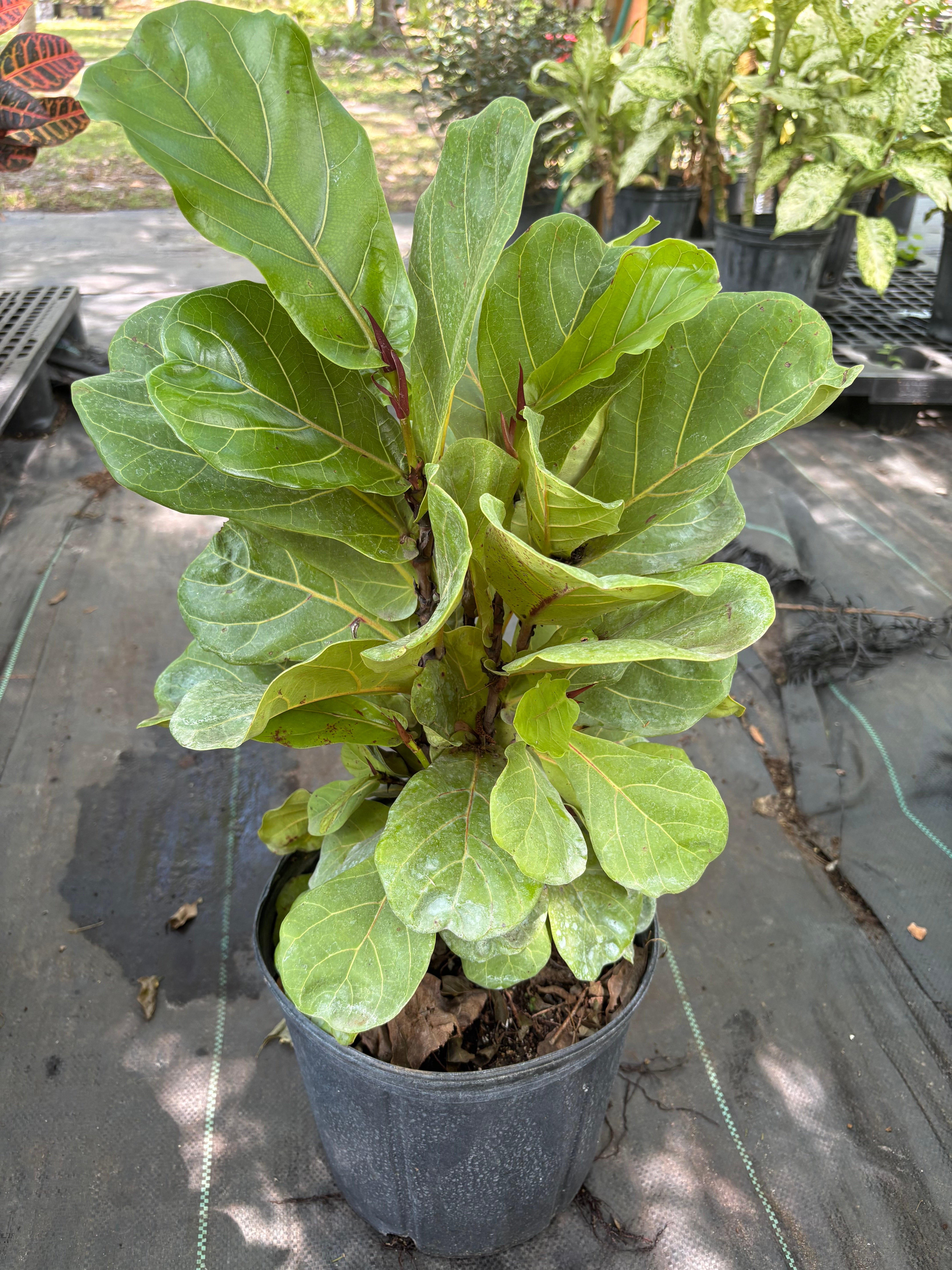 Fiddle fig